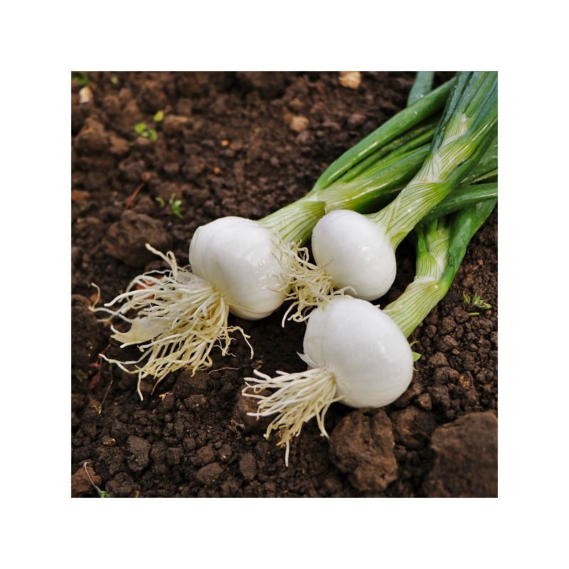 Oignon Blanc de Vaugirard