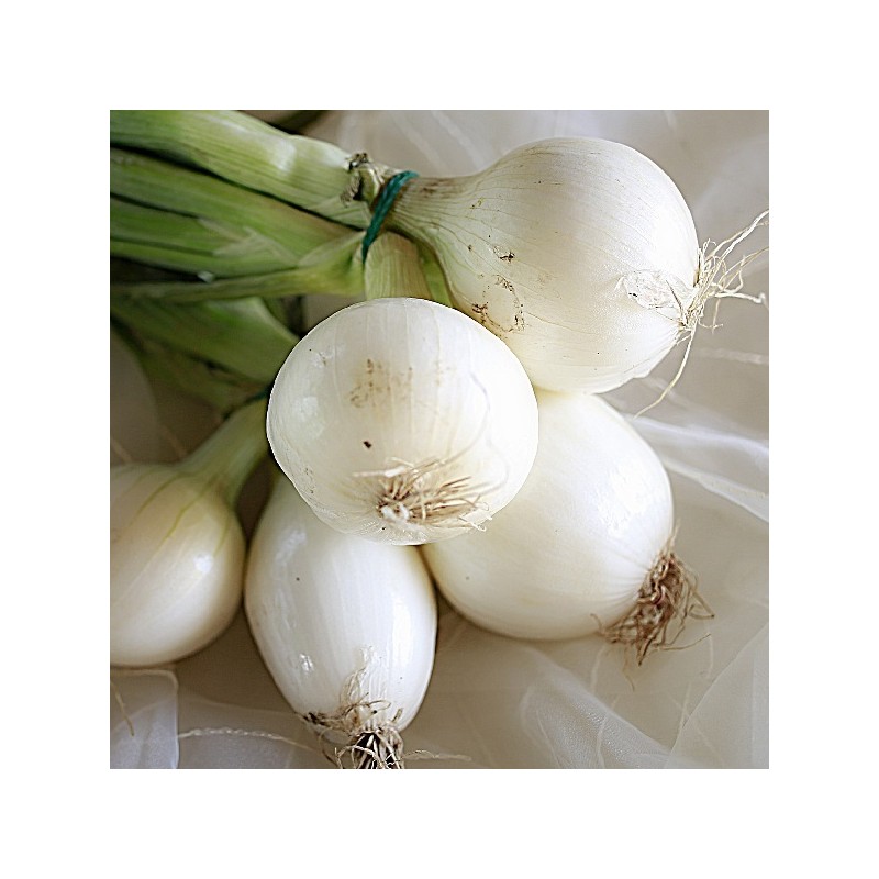 Oignon Blanc Hâtif de Barletta