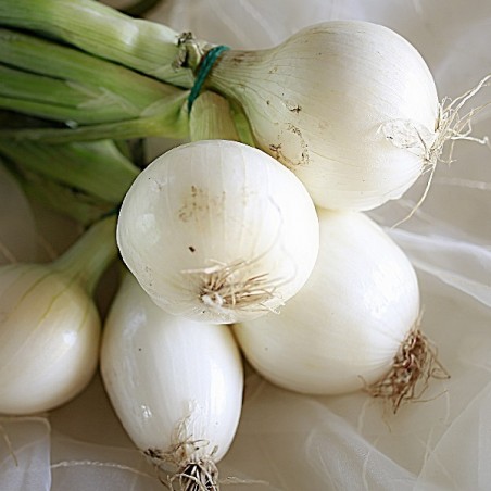 Oignon Blanc Hâtif de Barletta