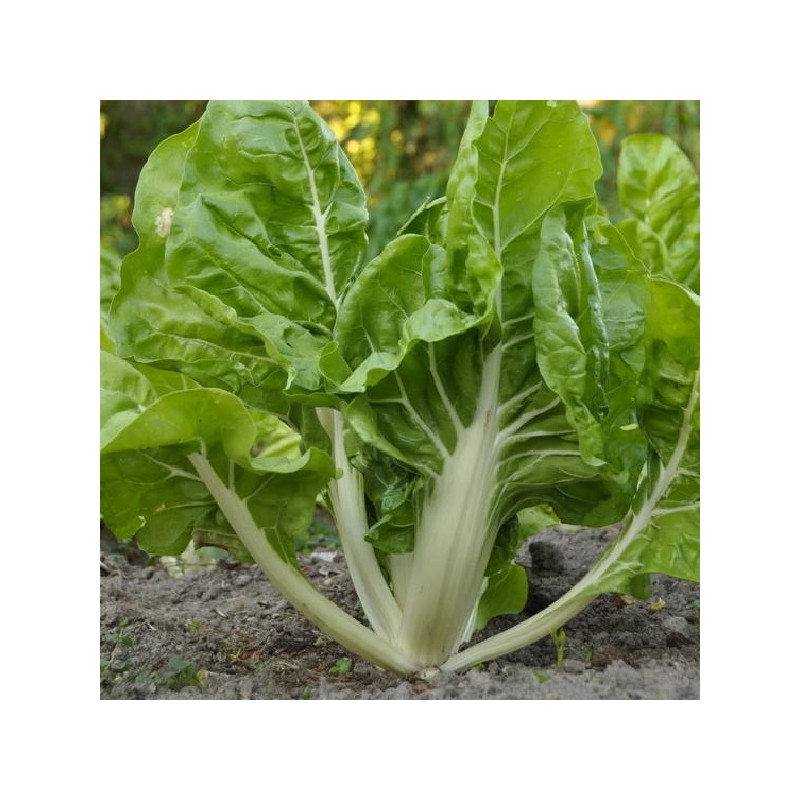 Poirée Blonde à Carde Blanche 2