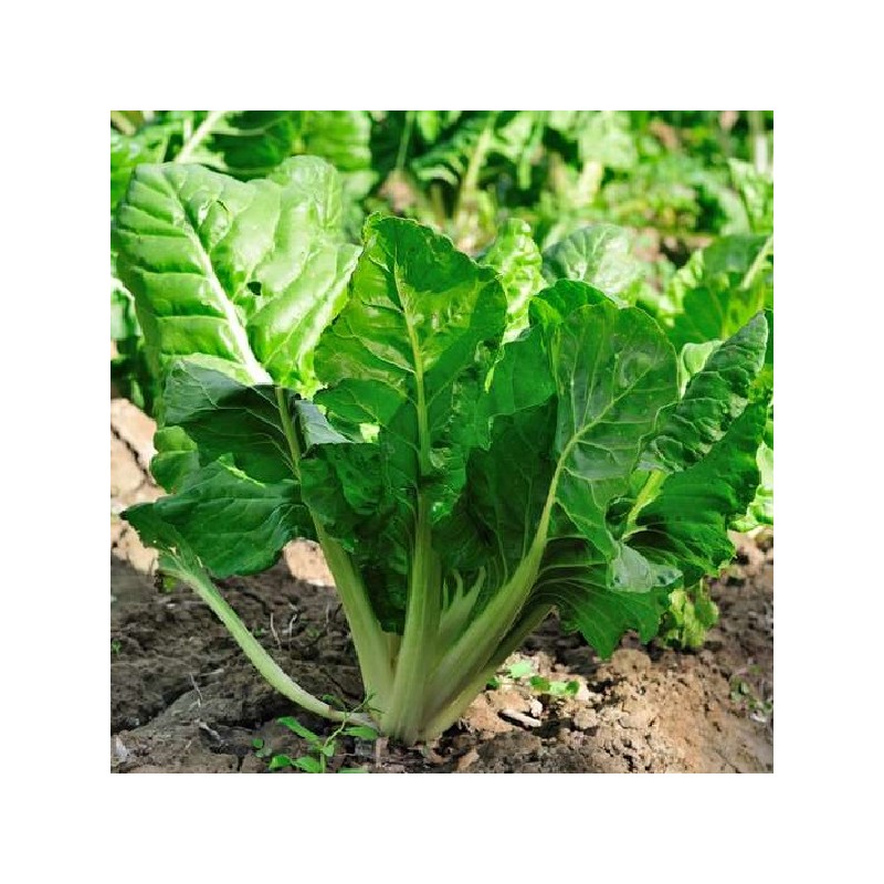 Poirée Verte à Carde Blanche 2