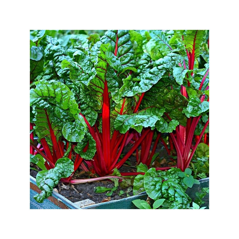 Poirée Rhubarb Chard à Carde Rouge