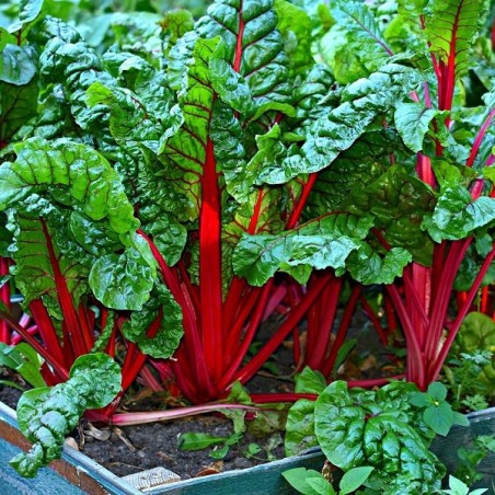 Poirée Rhubarb Chard à Carde Rouge à 1,30 € - Jardisem