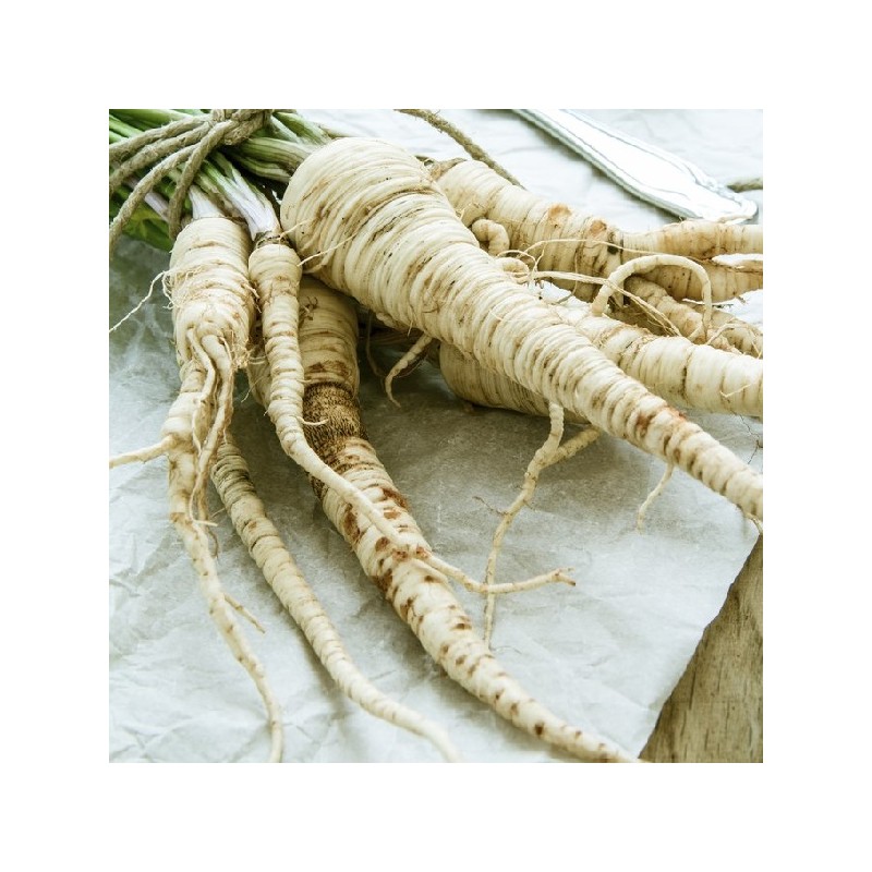 Persil à Grosse Racine Gros Hâtif