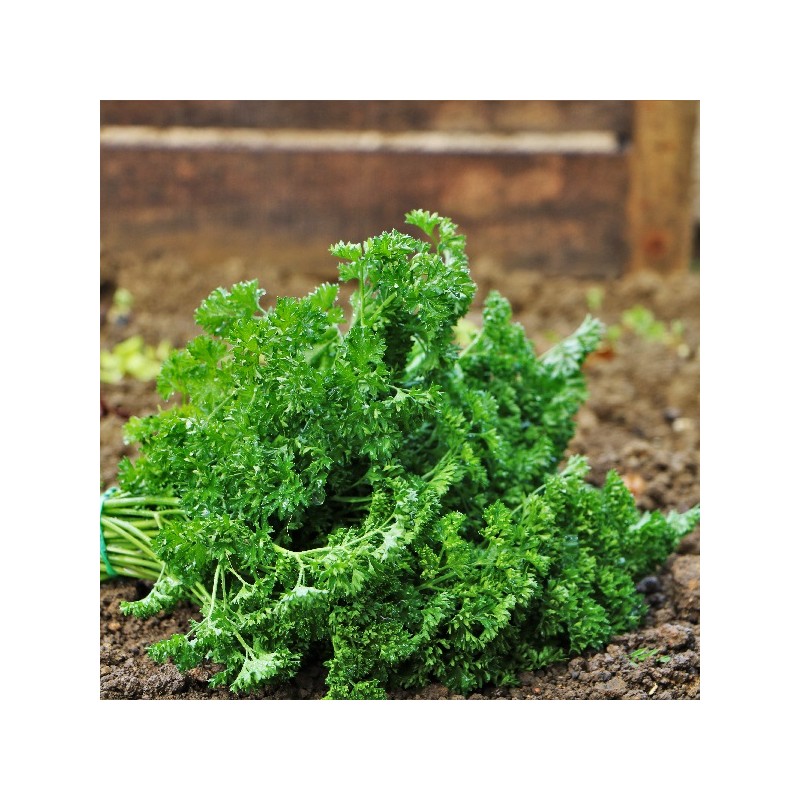 Persil Frisé Vert Foncé