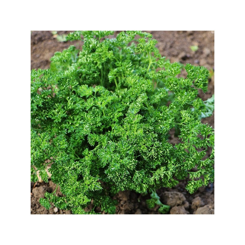 Persil Frisé Bravour