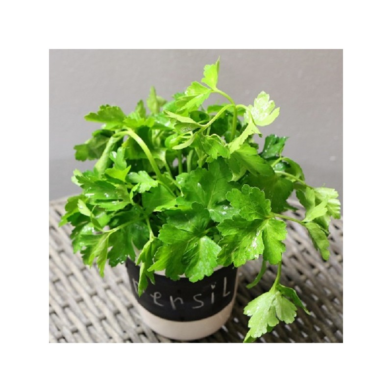 Persil Géant d'Italie