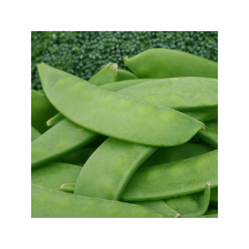 Pois 1/2 Ramant  Mangetout Normand