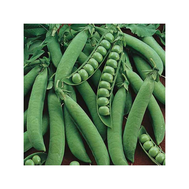 Pois Nain Merveille de Kelvedon