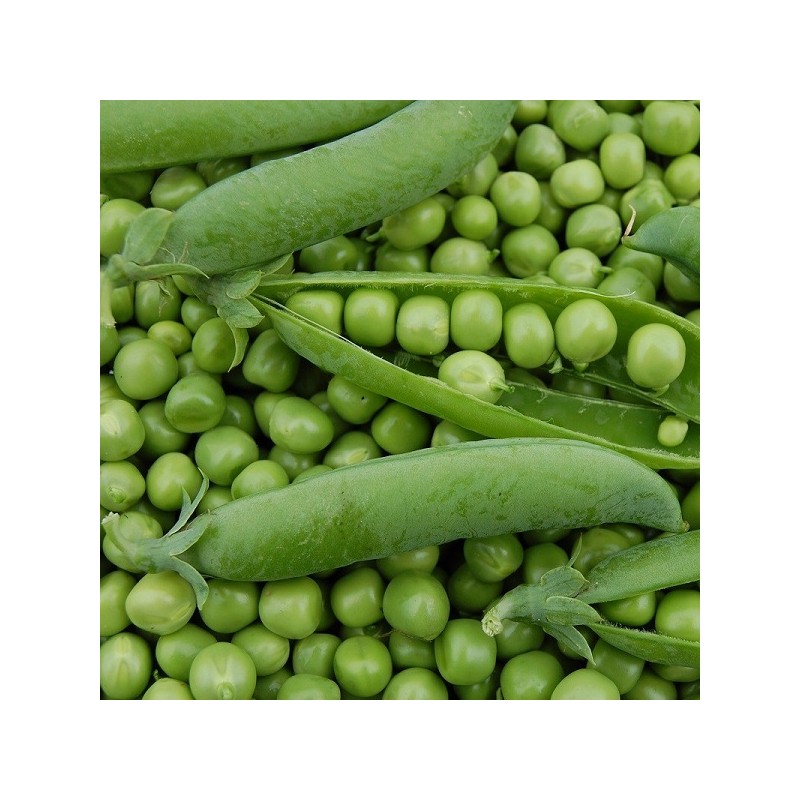 Pois Nain Plein le Panier