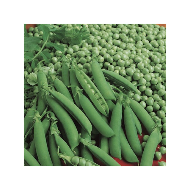 Pois Nain Très Hâtif d'Annonay