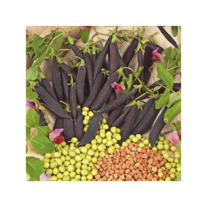 Pois à Rames à Cosses Violettes