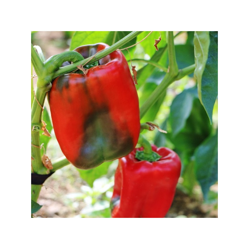Piment Doux California Wonder