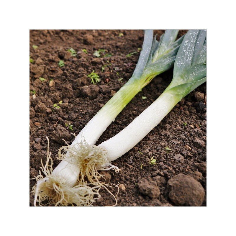 Poireau Bleu de Solaise