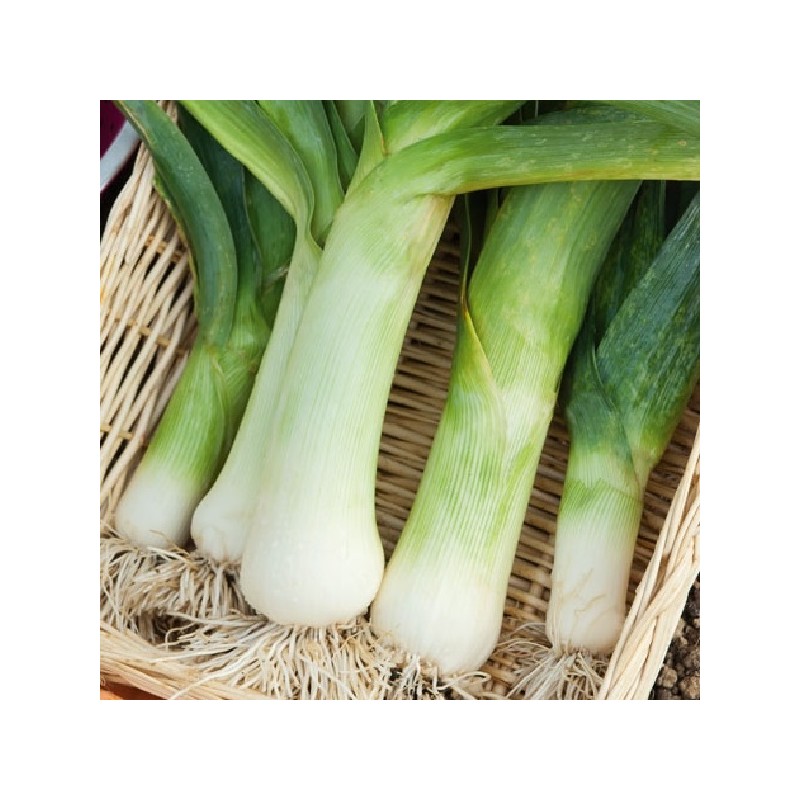 Poireau de Carentan 2