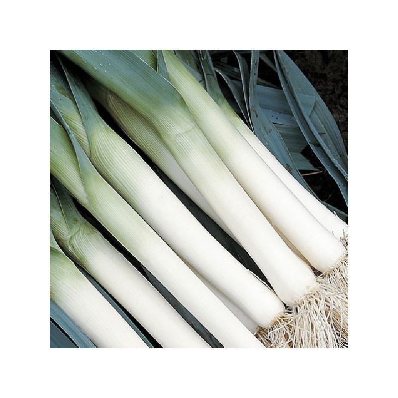 Poireau Bleu d'Hiver Race Farinto