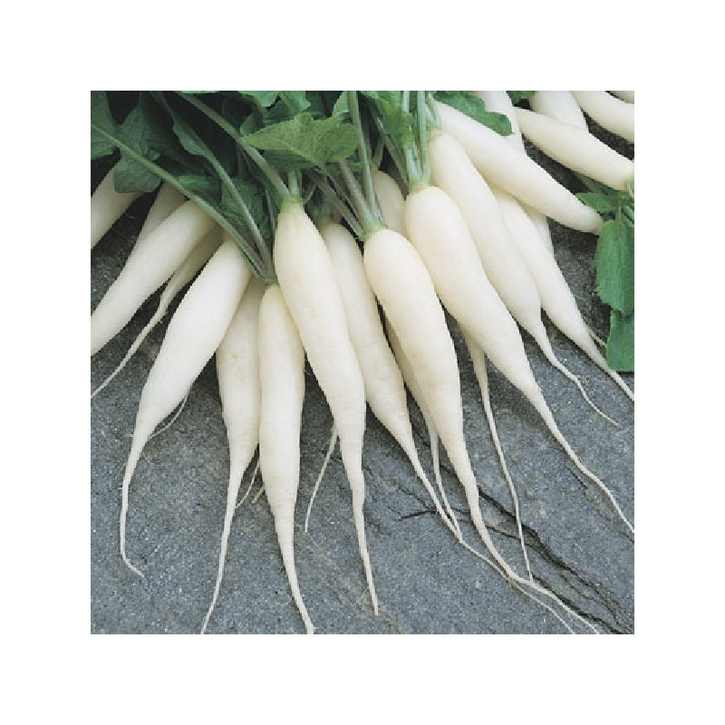 Radis Chandelle de Glace