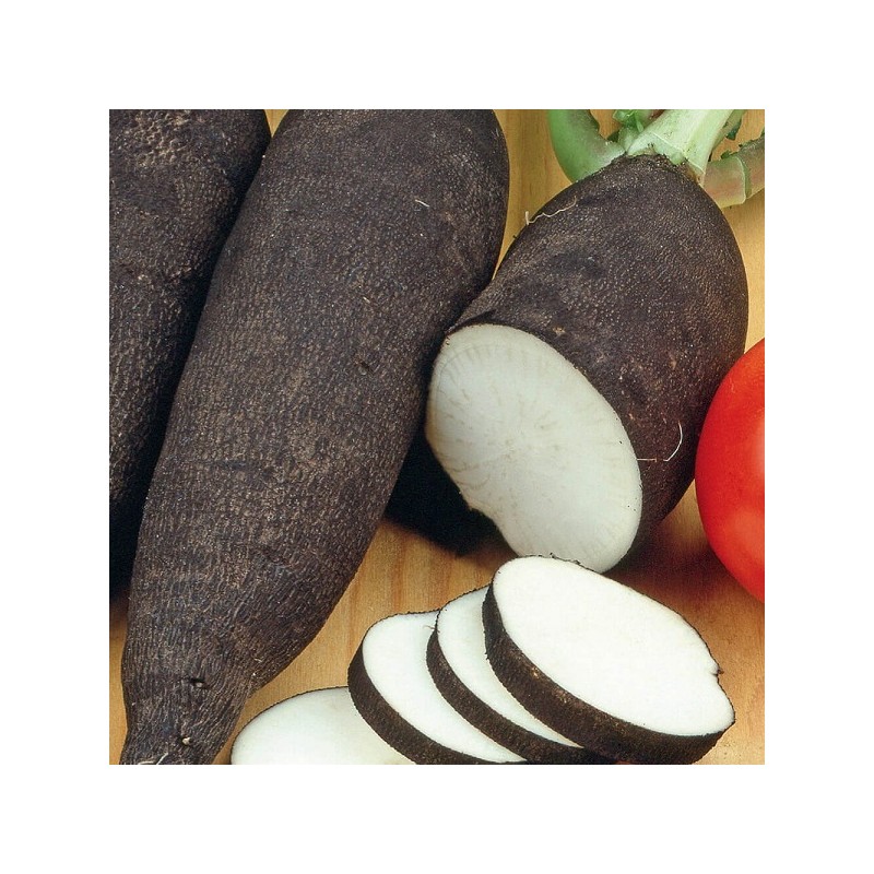 Radis Noir Gros Long d'Hiver de Paris