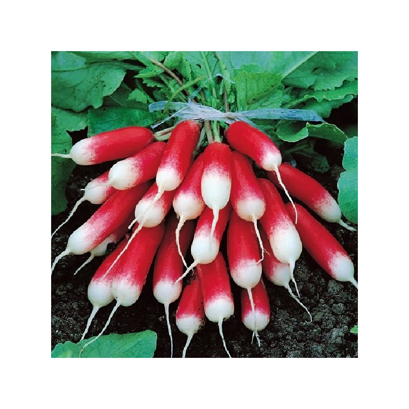 Radis Pernot à Bout Blanc