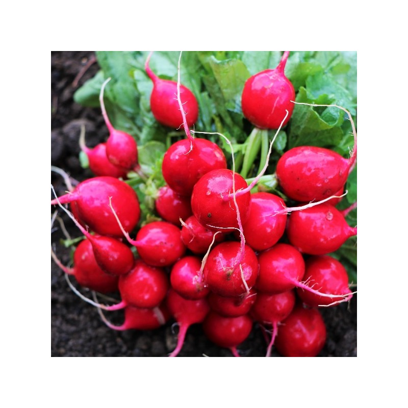 Radis Rond Écarlate