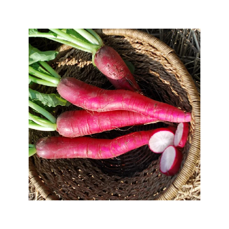 Radis Ostergruss Rosa 2