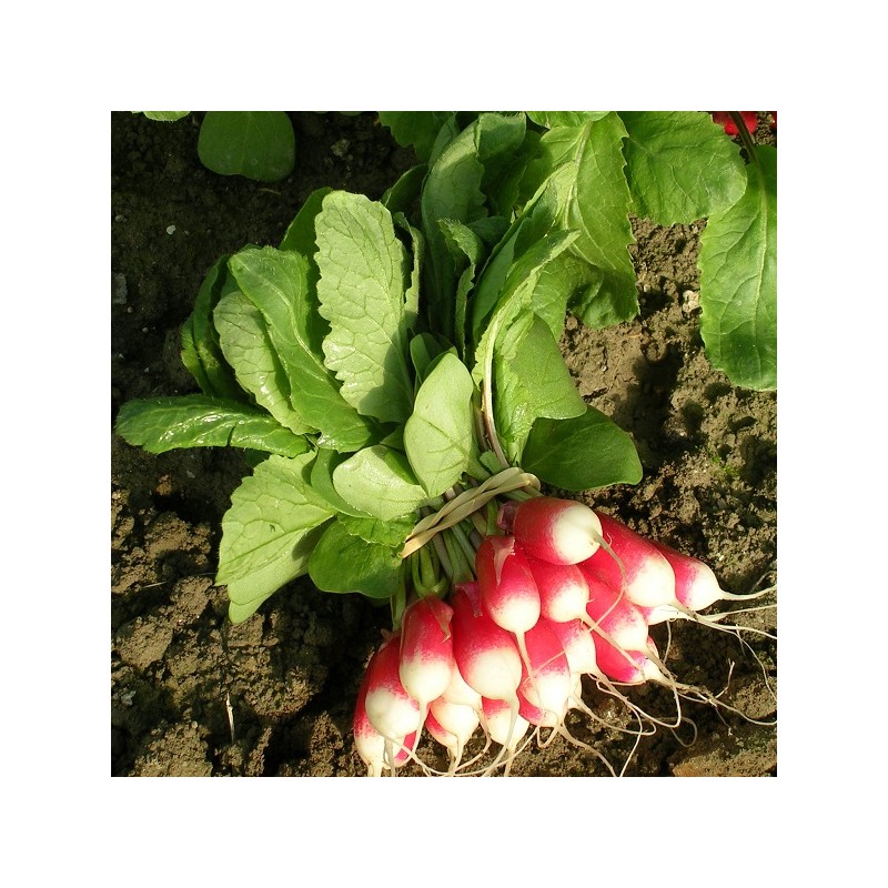 Radis Diablus Hybride F1