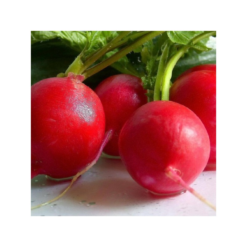 Radis Géant Rouge Riesenbutter