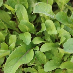 Roquette Cultivée