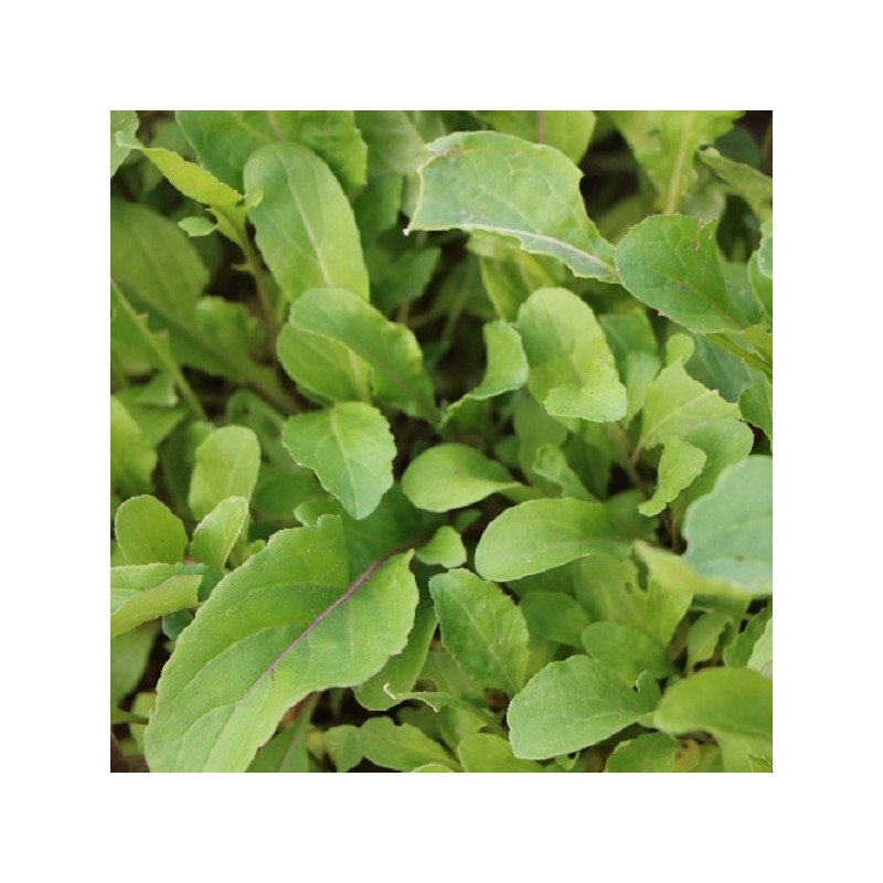 Roquette Cultivée