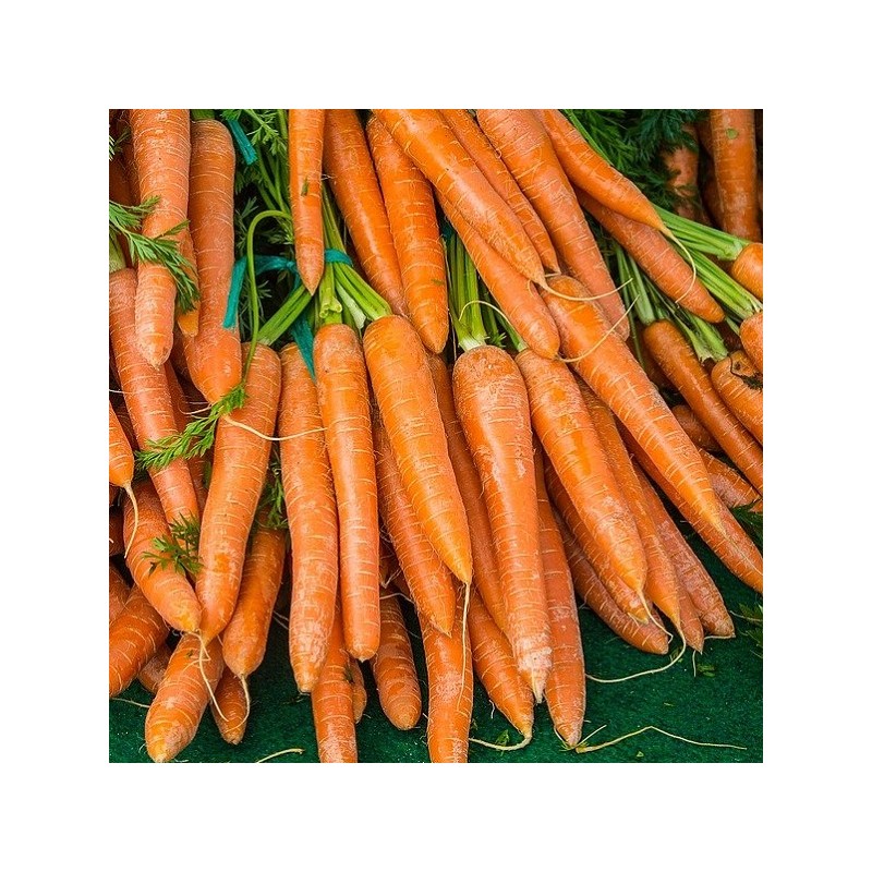 Ruban de graines de Carotte Nantaise améliorée 2