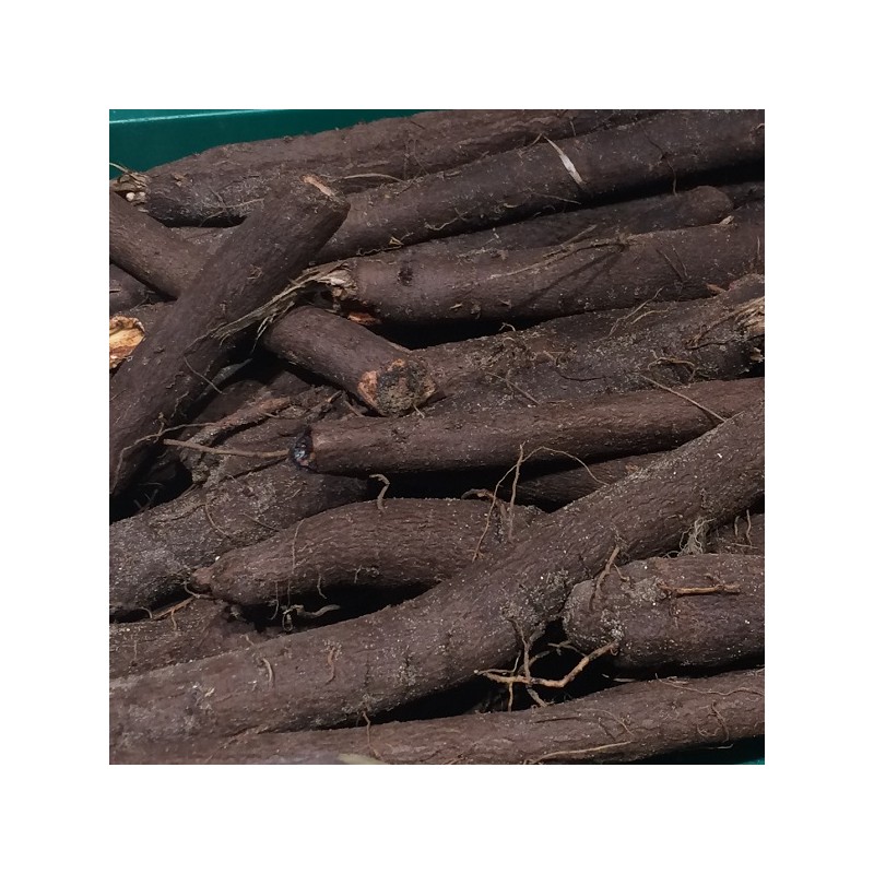 Scorsonère Géante Noire de Russie