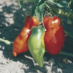 Tomate Andine Cornue