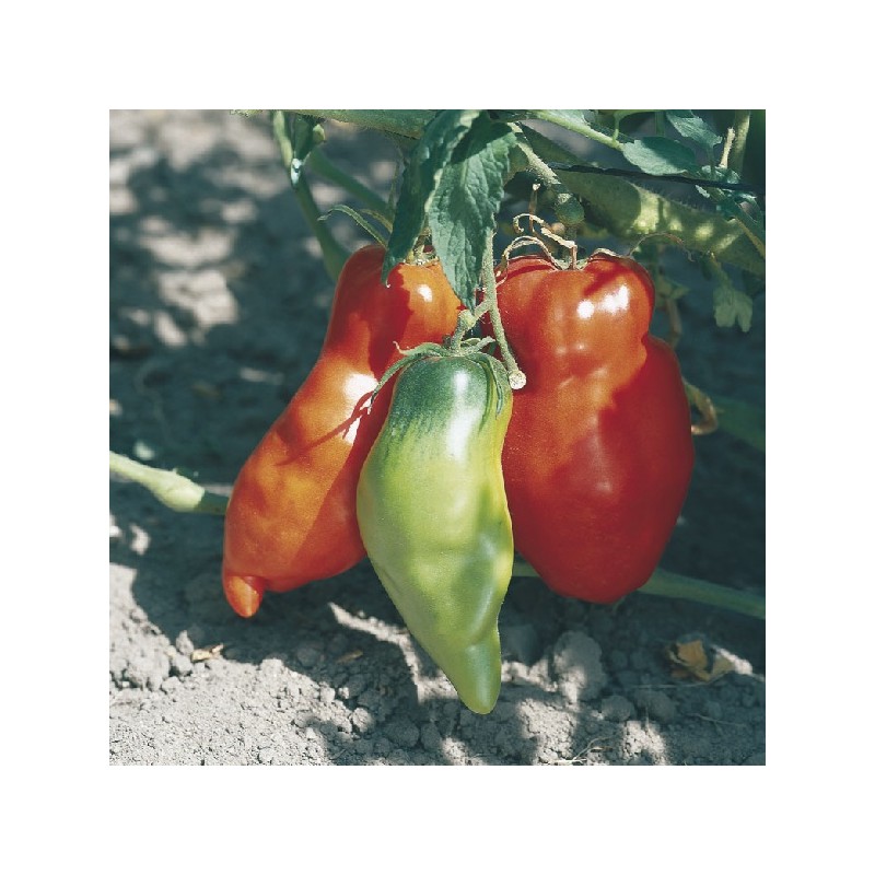 Tomate Andine Cornue