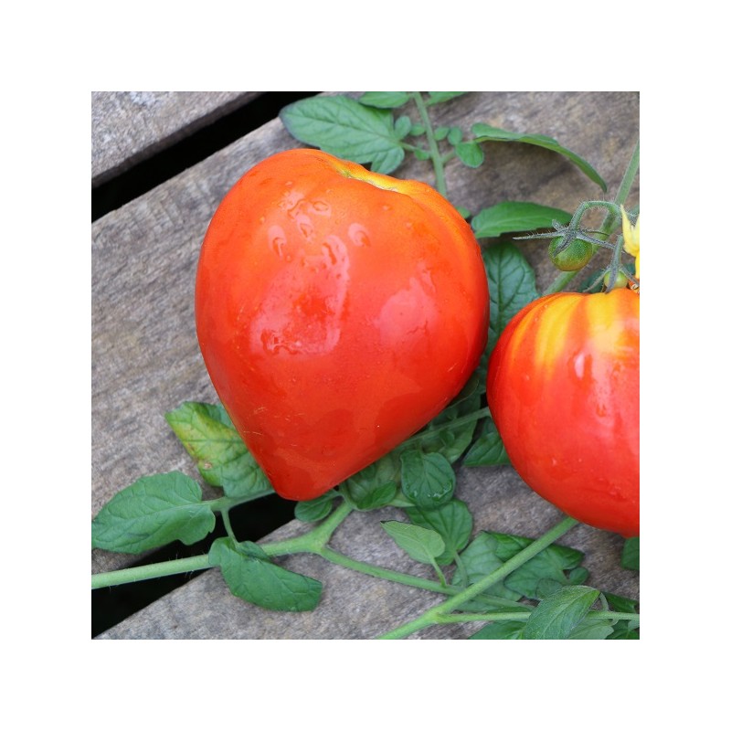 Tomate Cœur de Bœuf