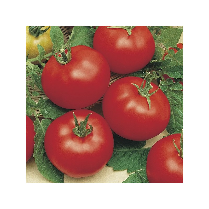 Tomate Pyros Hybride F1