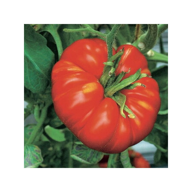 Tomate Marmande VR