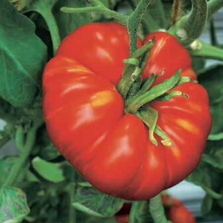 Tomate Marmande VR