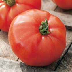 Tomate Montfavet Hybride F1- 63-5