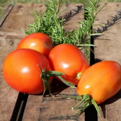 Tomate Rio Grande type Roma