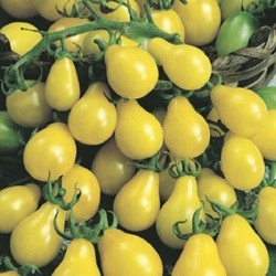 Tomate Cerise Yellow Pearshaped