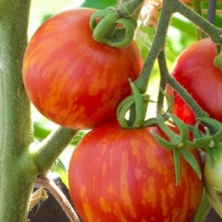 Tomate Tigerella