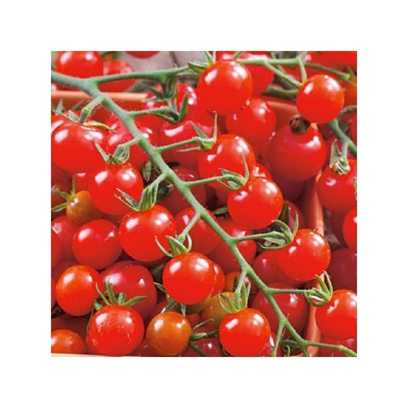 Tomate Supersweet 100 Hybride F1