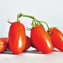 Tomate San Marzano