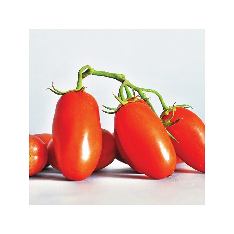 Tomate San Marzano