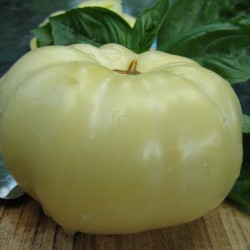 Tomate Great White Beefsteack