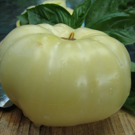 Tomate Great White Beefsteack Tomate Great White Beefsteack