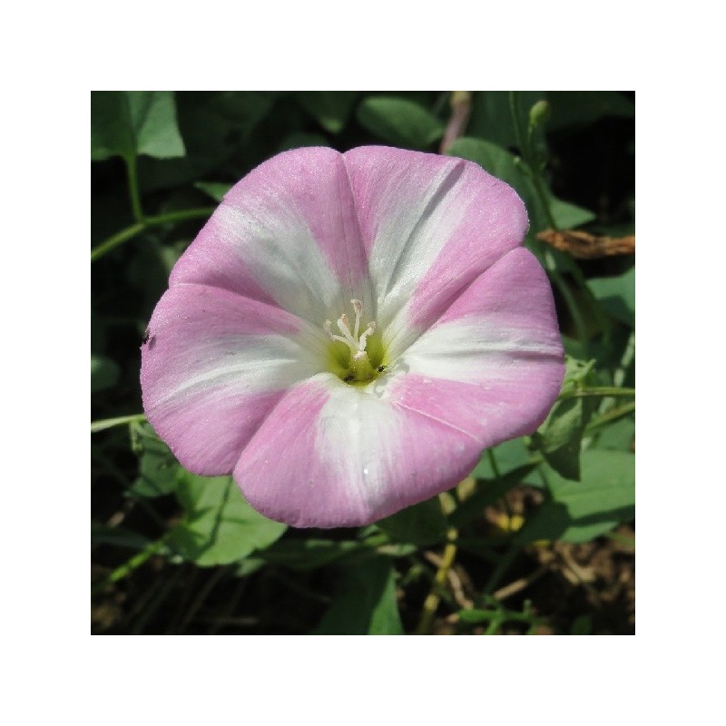 Belle de Jour Variée