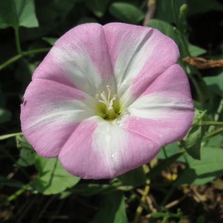 Belle de Jour Variée