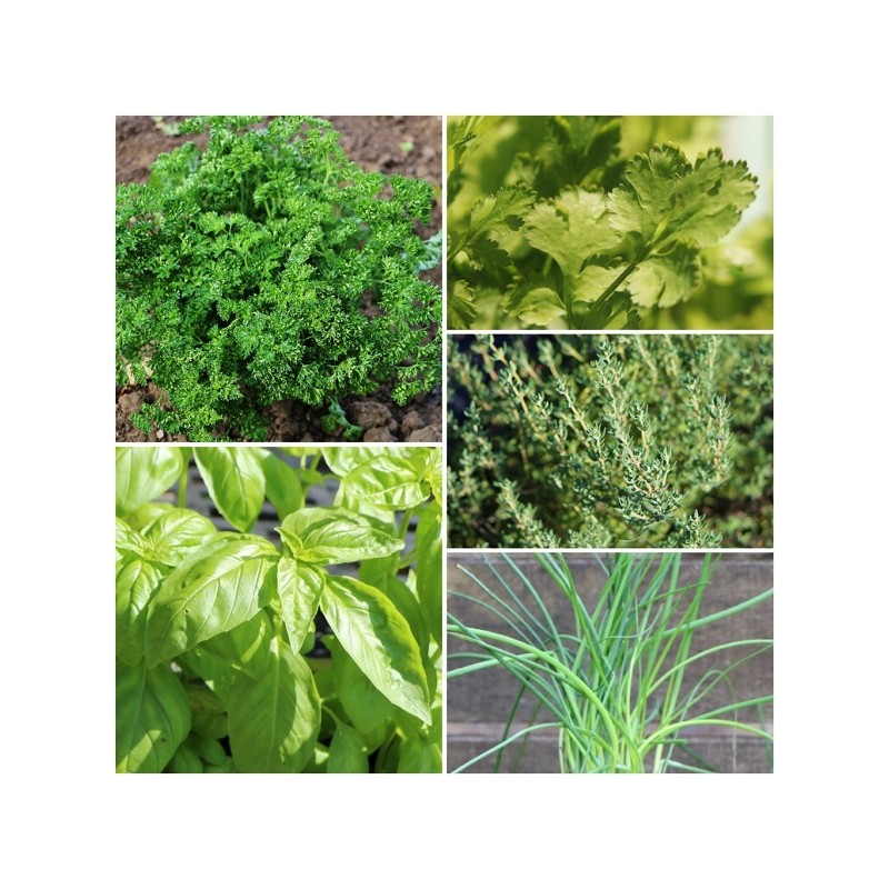 Collection Graines Aromatiques