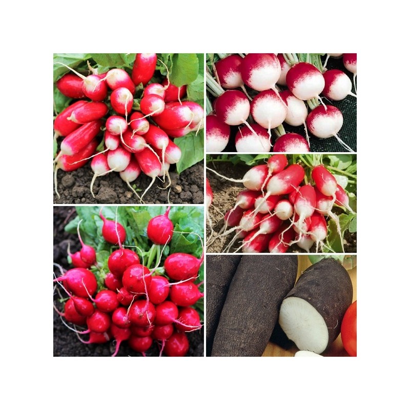 Collection Graines de Radis